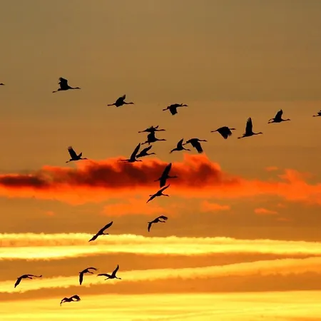 Duenenperle Цингст